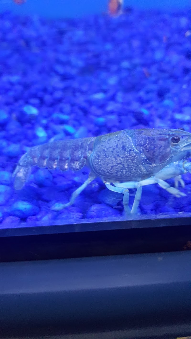 Pet Junction - Photo 4