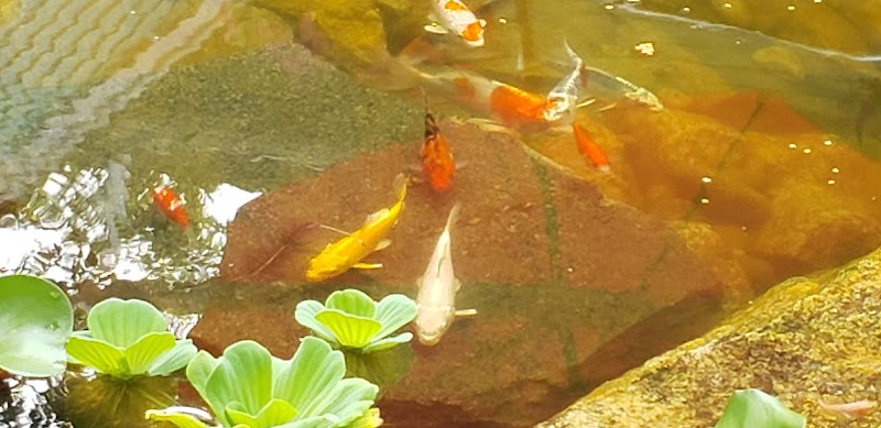 Chester Hollow Water Gardens - Photo 4