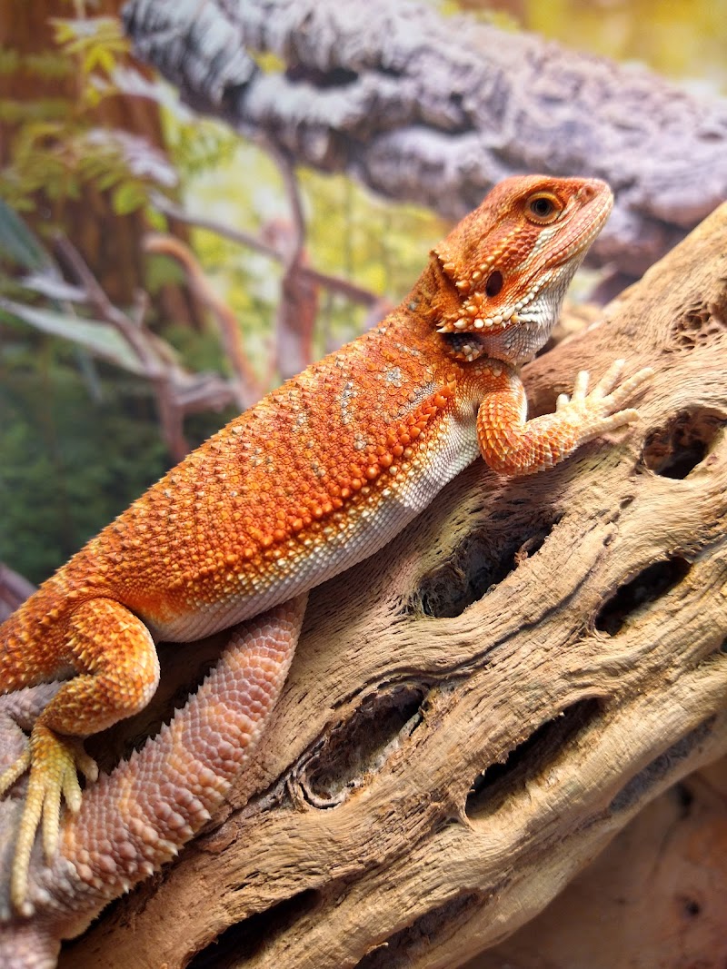 Granite State Geckos Reptile & Pet Supply Store - Photo 3