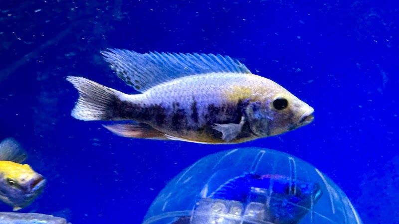 Fish Haven - Photo 3