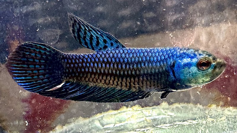 Fish Haven - Photo 4