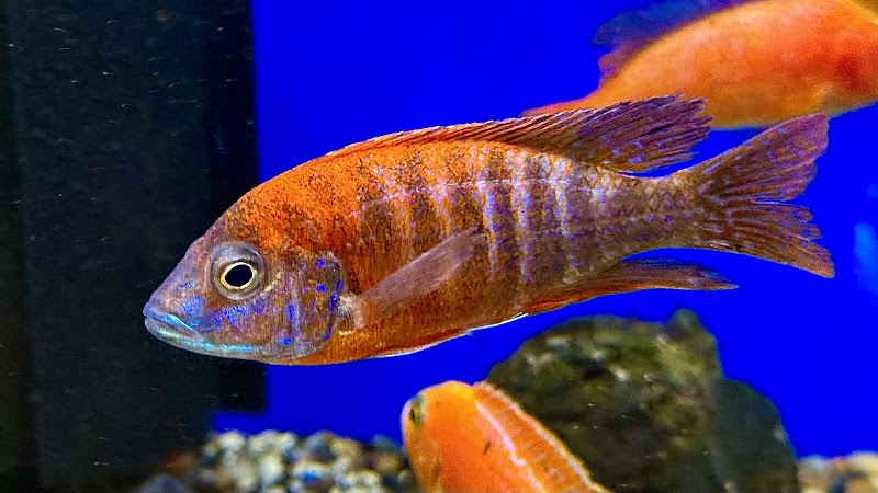 Fish Haven - Photo 5