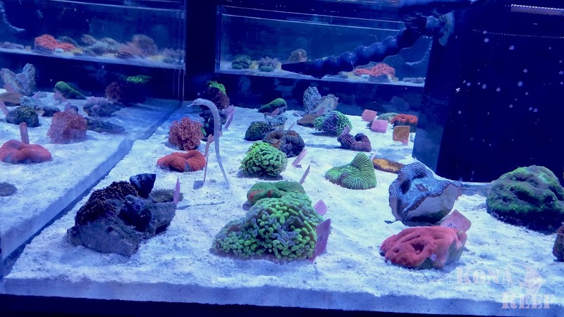 Kona Reef Az - Phoenix - Photo 2