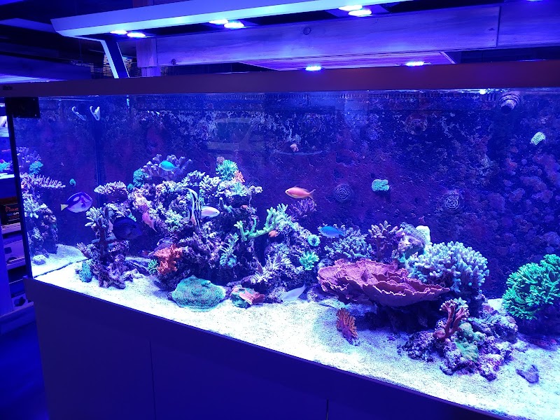 Kona Reef Az - Phoenix - Photo 5