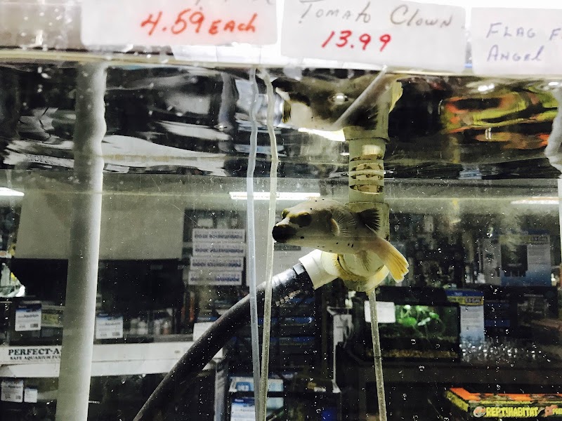 J B Tropical Fish - Photo 1