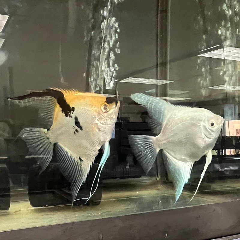 J B Tropical Fish - Photo 3