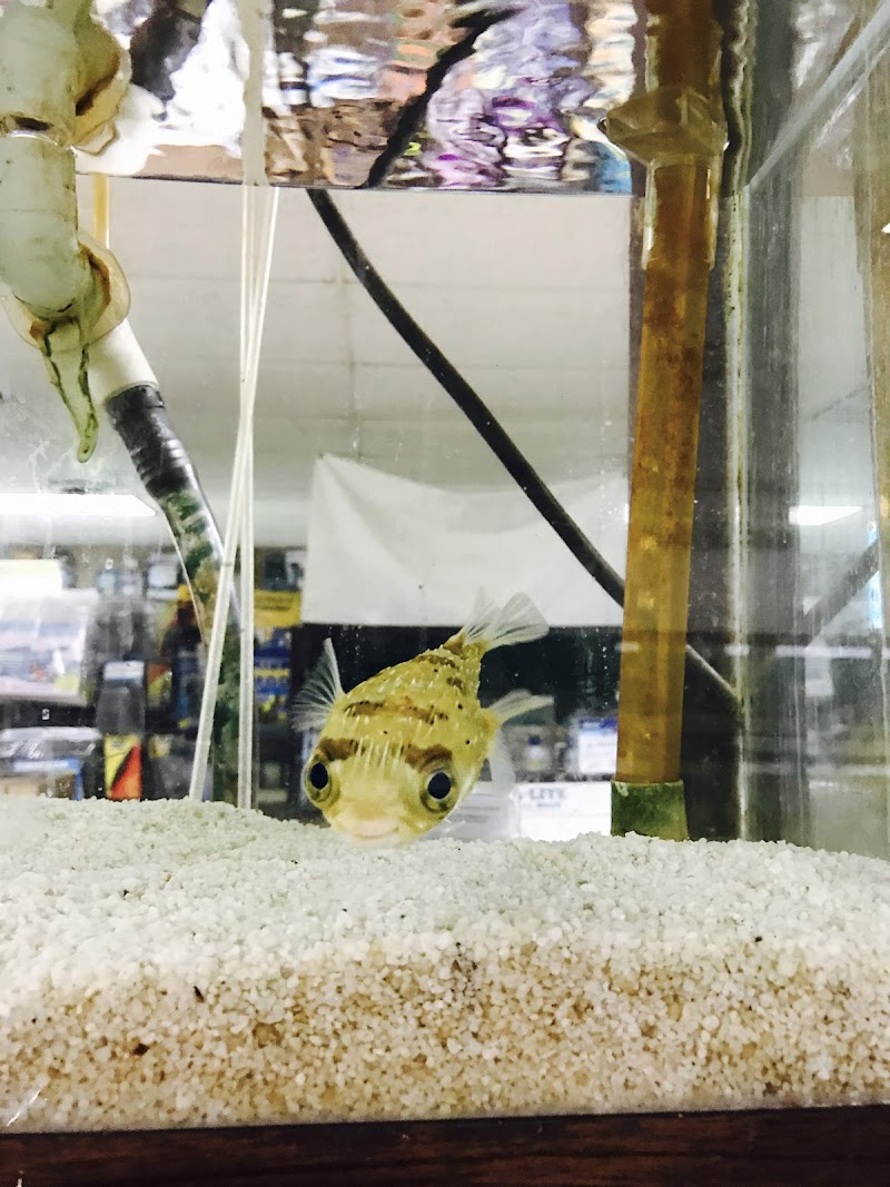 J B Tropical Fish - Photo 4