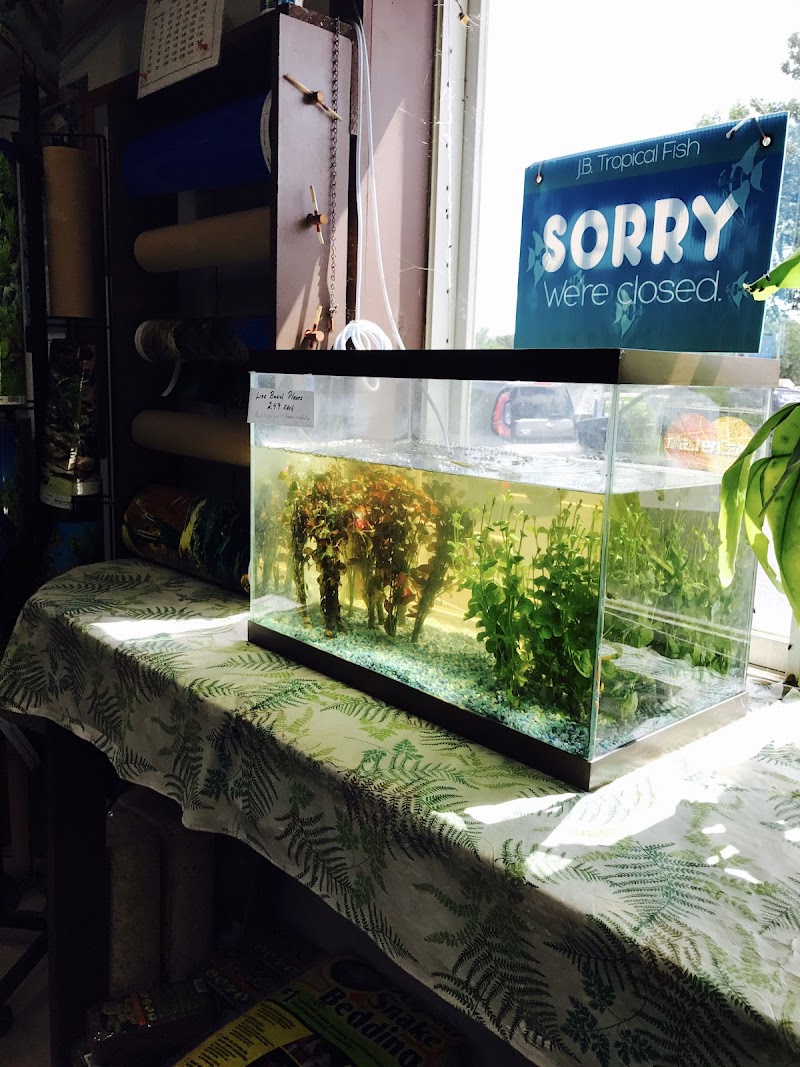 J B Tropical Fish - Photo 5