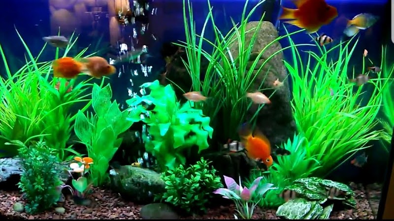 Majestic Aquatics - Photo 2