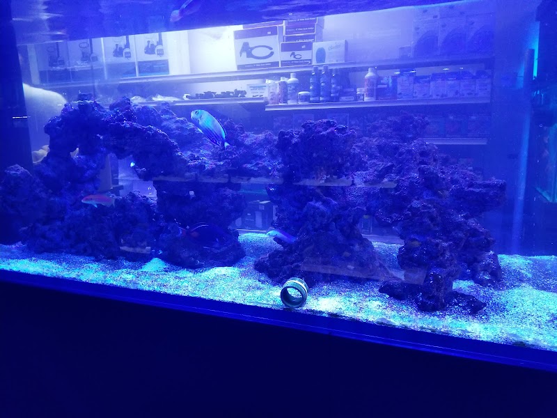 Aquatic Obsessions - Photo 3