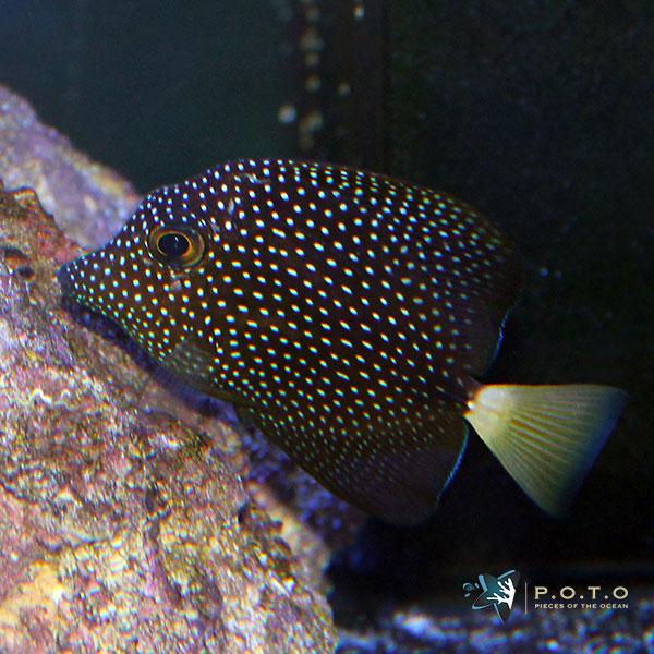 Pieces of the Ocean - Photo 4