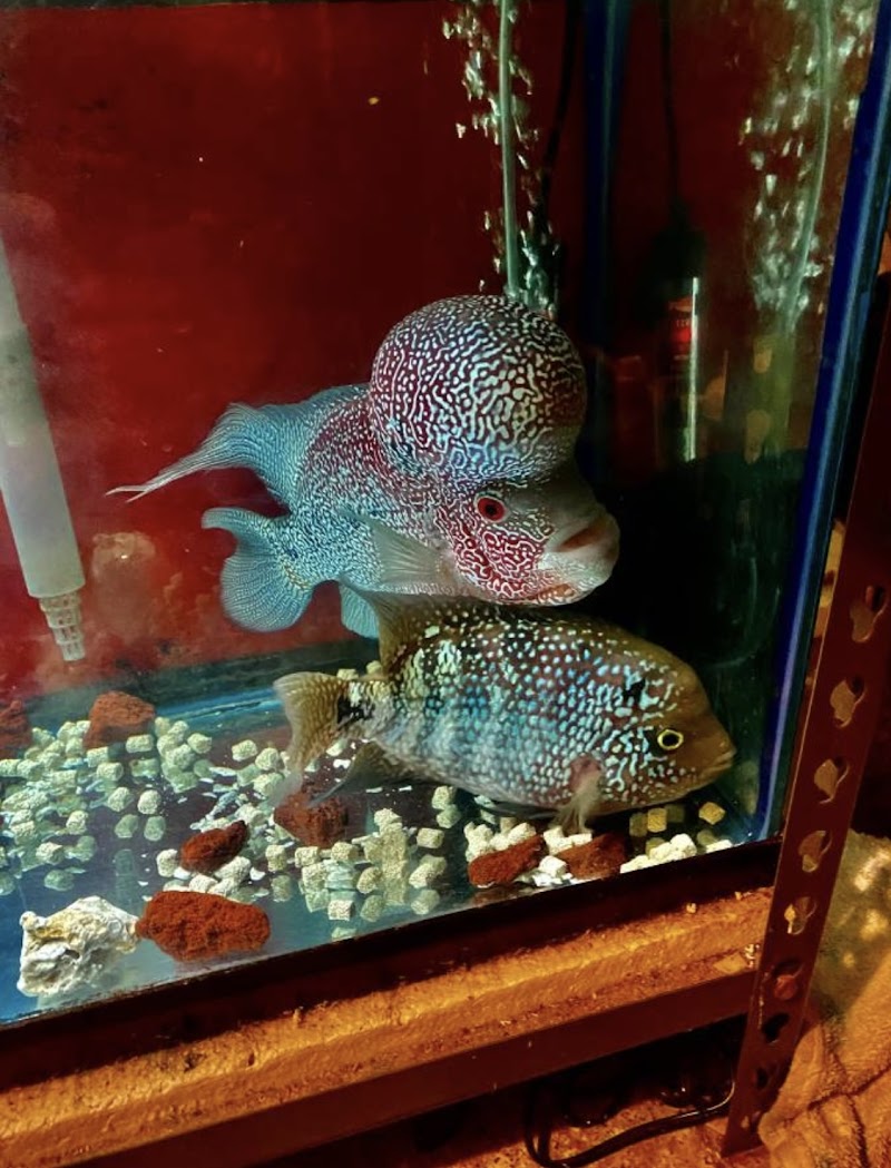 Amazing Aquarium - Photo 3