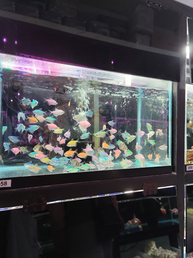 Amazing Aquarium - Photo 5