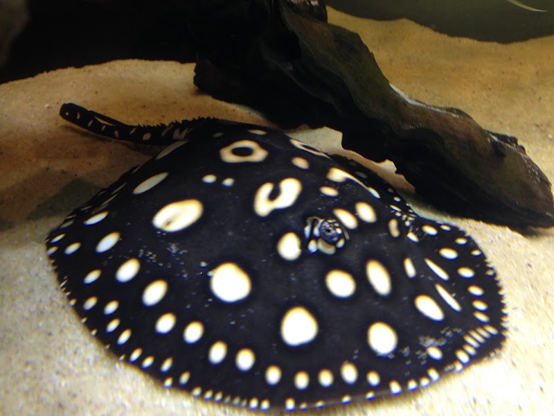 Aquarium Paradise - Photo 5