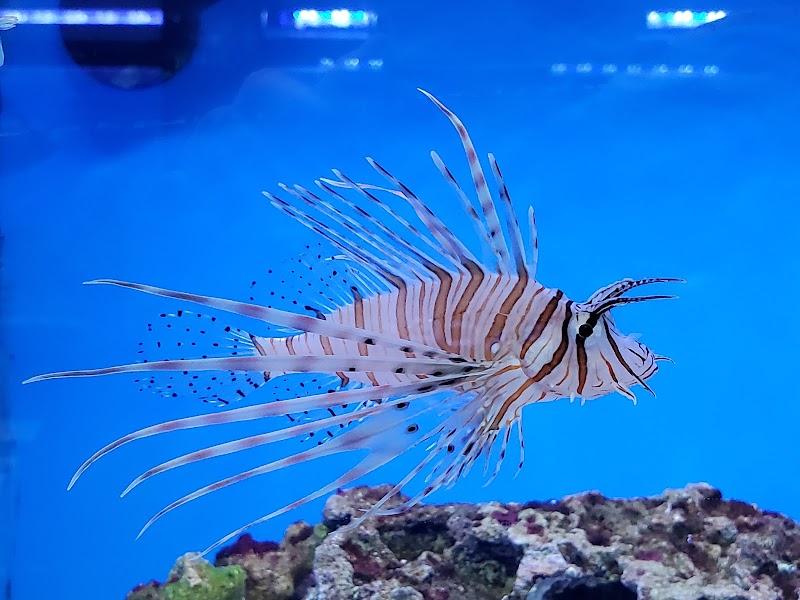 Sea Level Aquarium - Photo 4