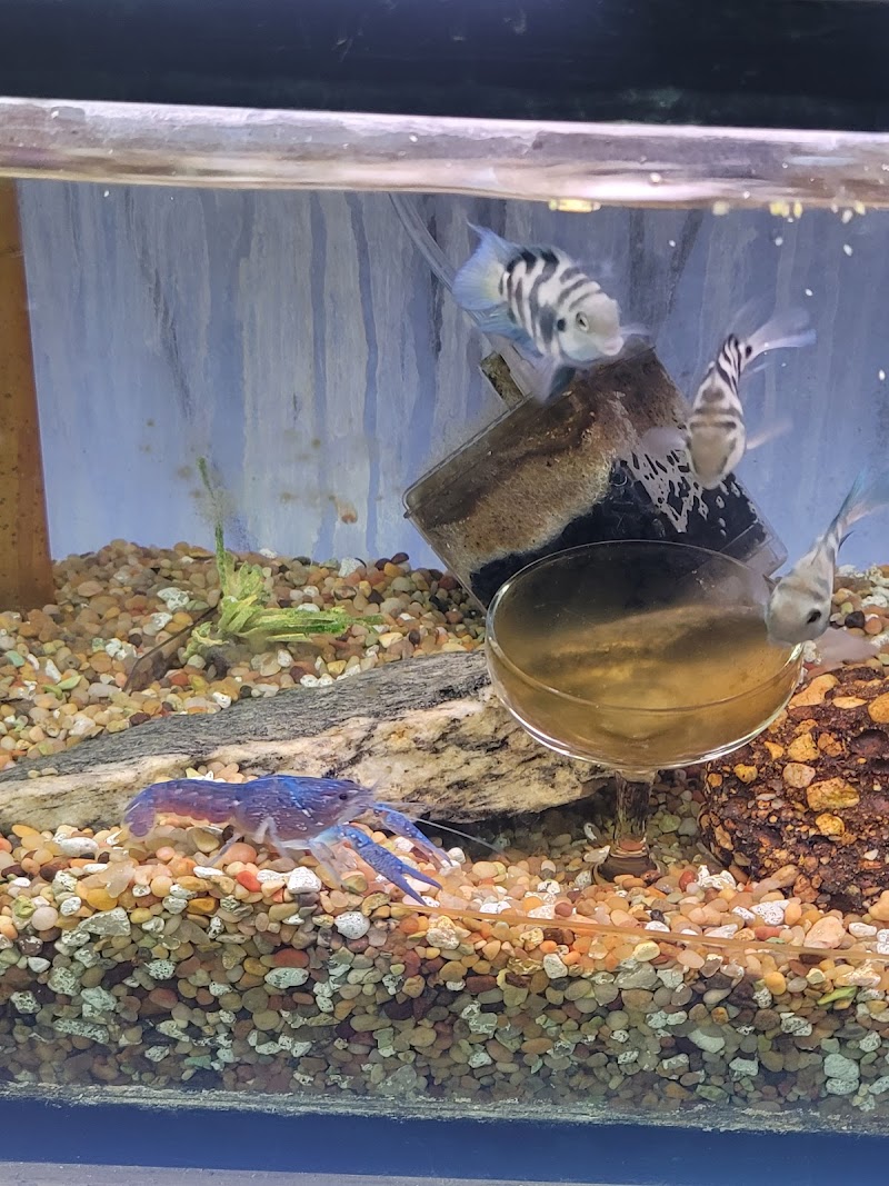 Ely's Tropical Fish - Photo 4