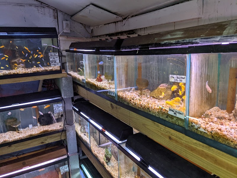 Ely's Tropical Fish - Photo 5