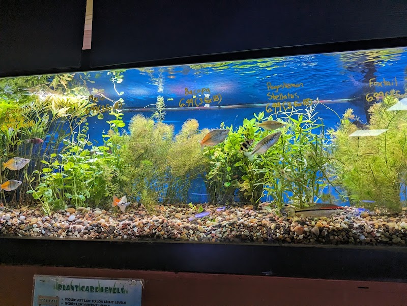 Absolutely Fish - Photo 4