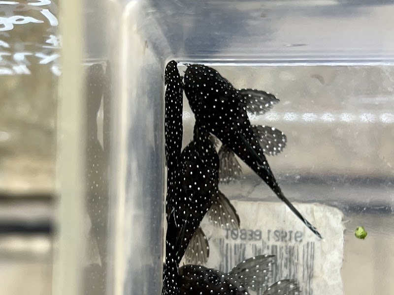 Global Fish Co. - Photo 3