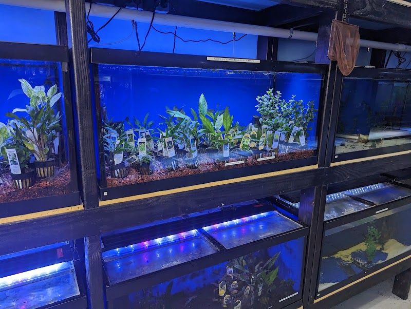 Exotic Aquatics - Photo 4