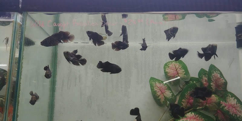 AquaScapeOnline - Photo 4