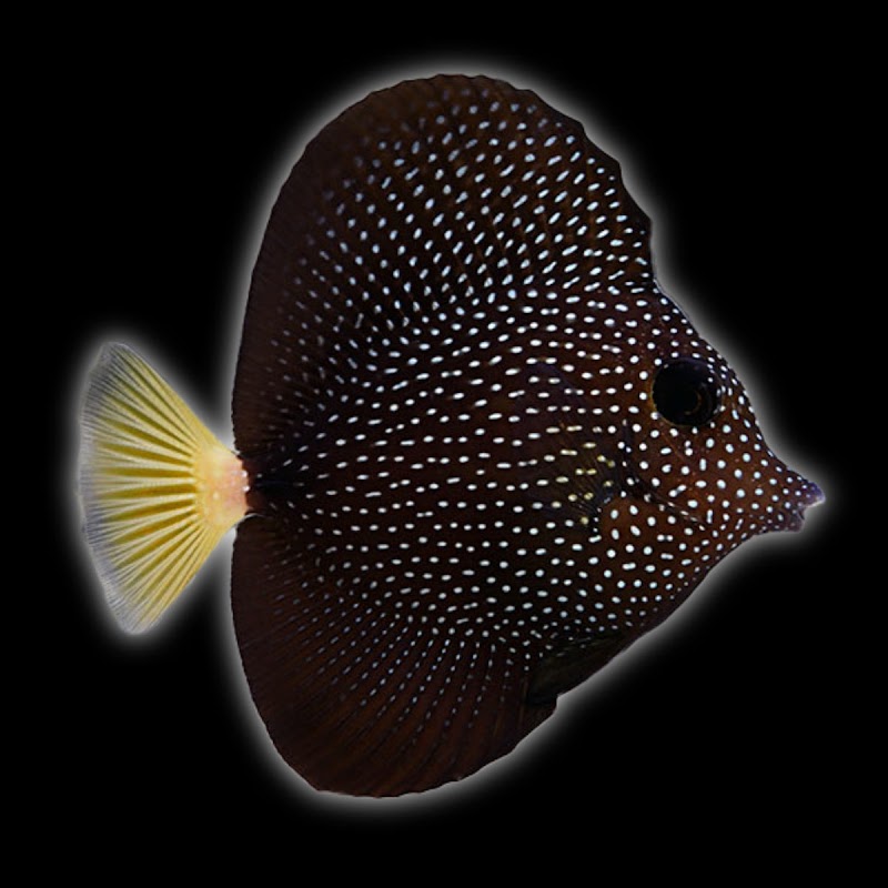 Jersey Corals - Photo 1