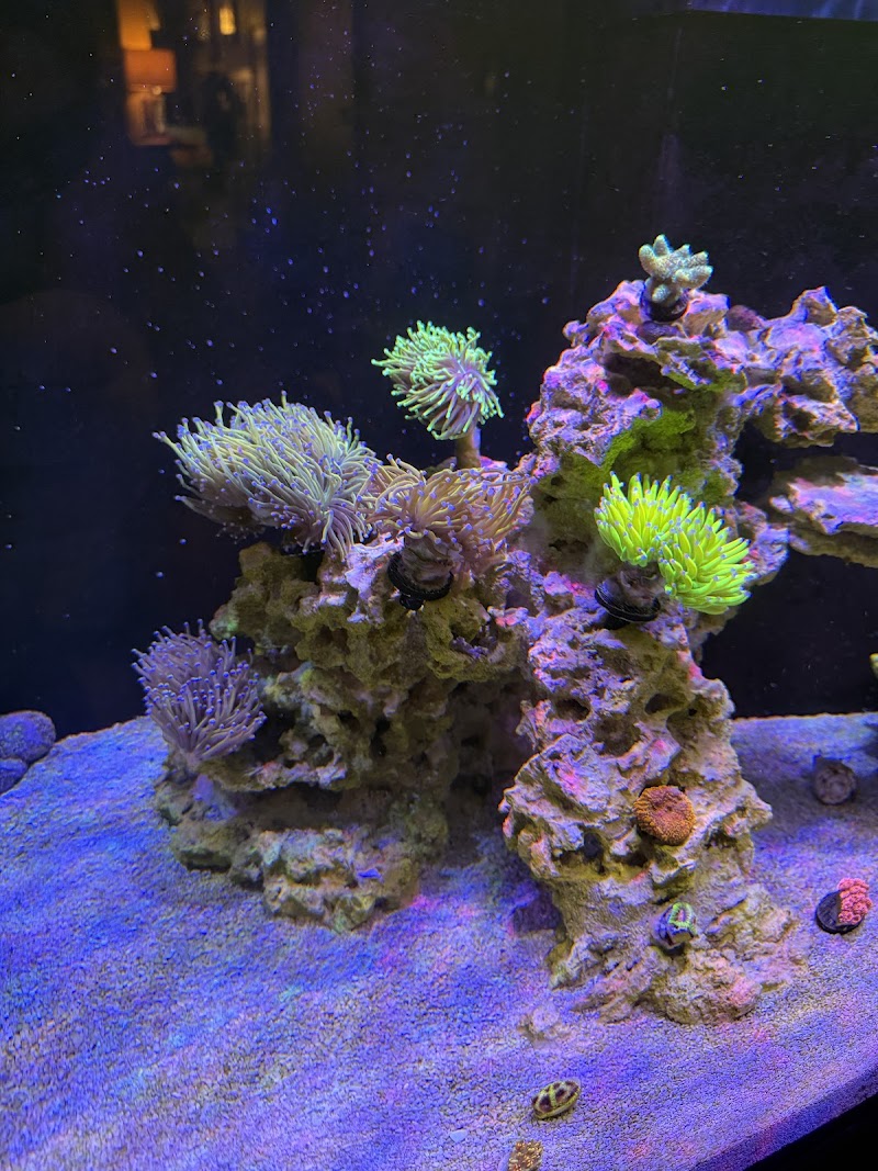 Jersey Corals - Photo 4