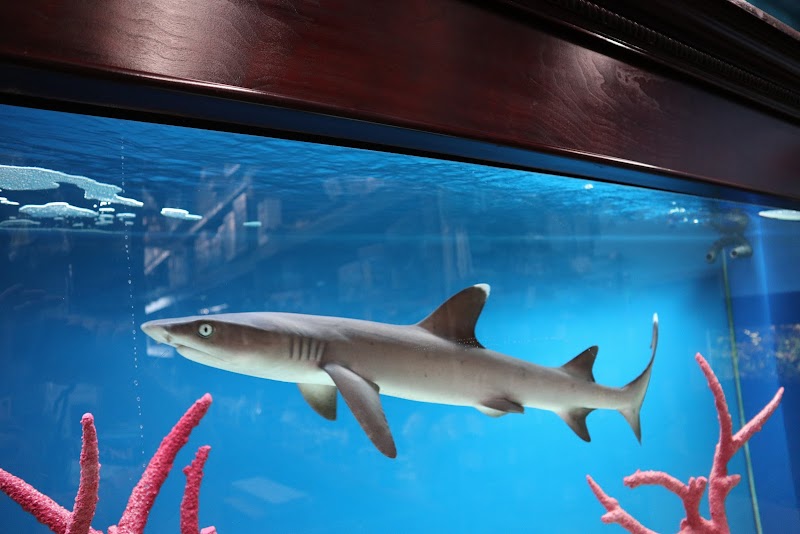 Beital's Aquariums Sales, Services & Ponds - Photo 2