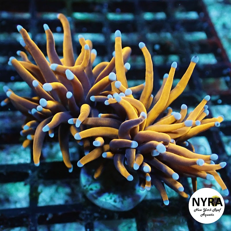 New York Reef Aquatic - Photo 3