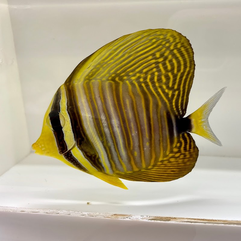 New York Reef Aquatic - Photo 5