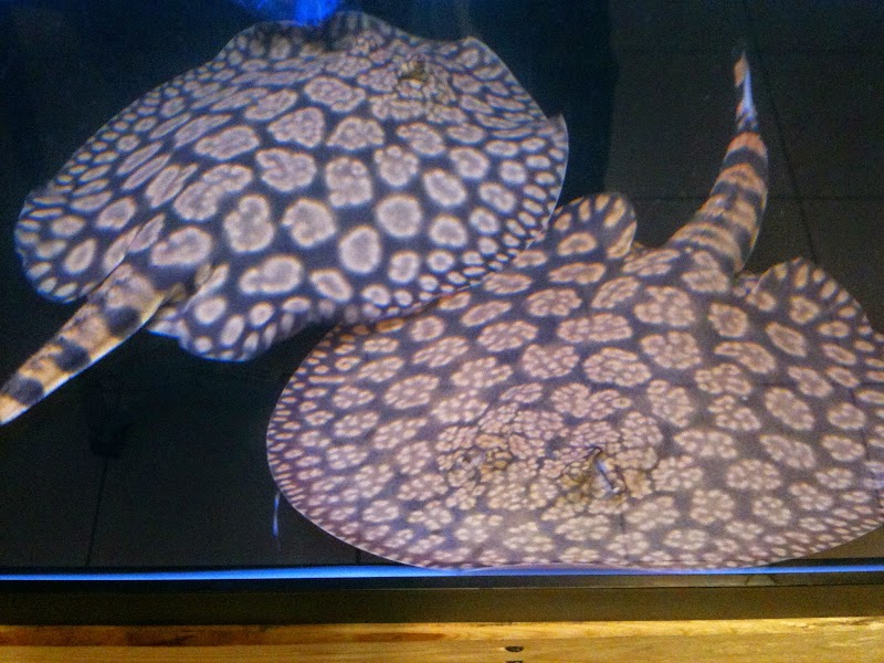 Monster Aquarium Inc - Shop in Queens New York - Photo 2