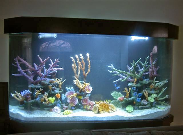 Aquarius Aquariums - Photo 2