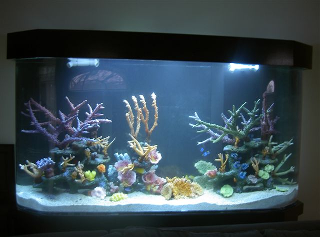 Aquarius Aquariums - Photo 4