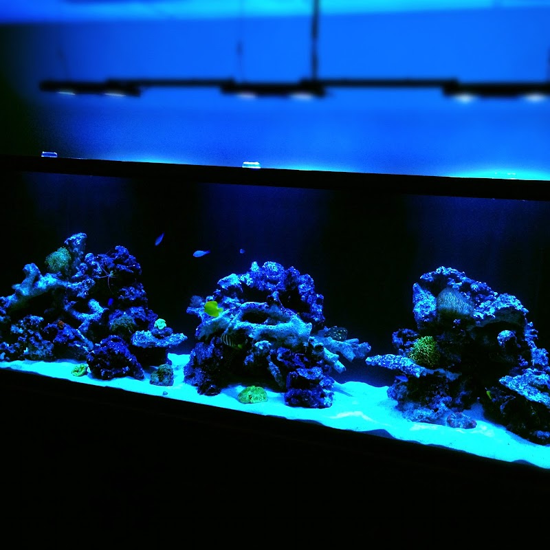 Reefco Aquariums - Showroom and Service - Photo 4