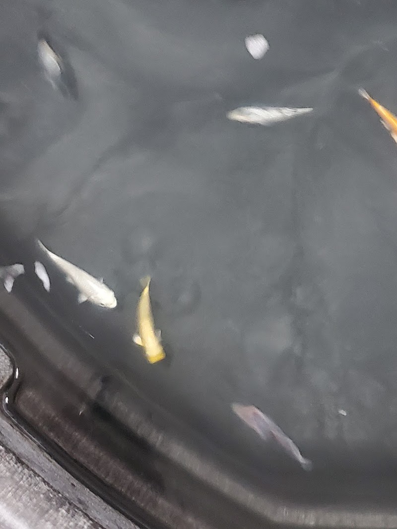 Lily Pond Emporium - Photo 3