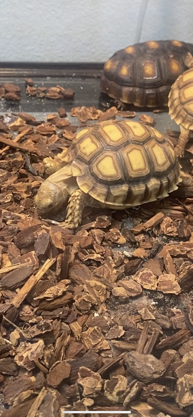 Fino's Rainforest - Photo 5