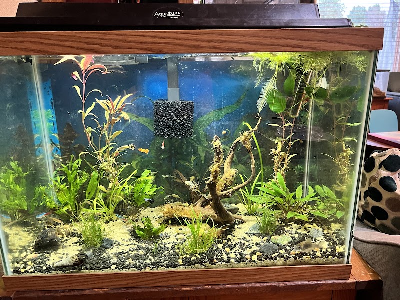 The Fish Room - Photo 4