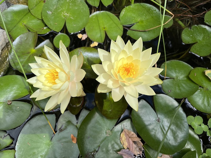 Albuquerque Water Gardens & Nursery - Photo 4