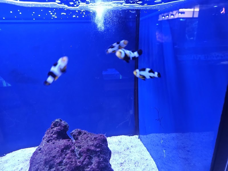 American Aquatics - Photo 4