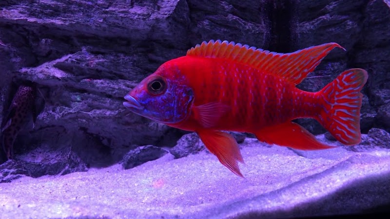 AJ Aquatics Inc - Photo 3