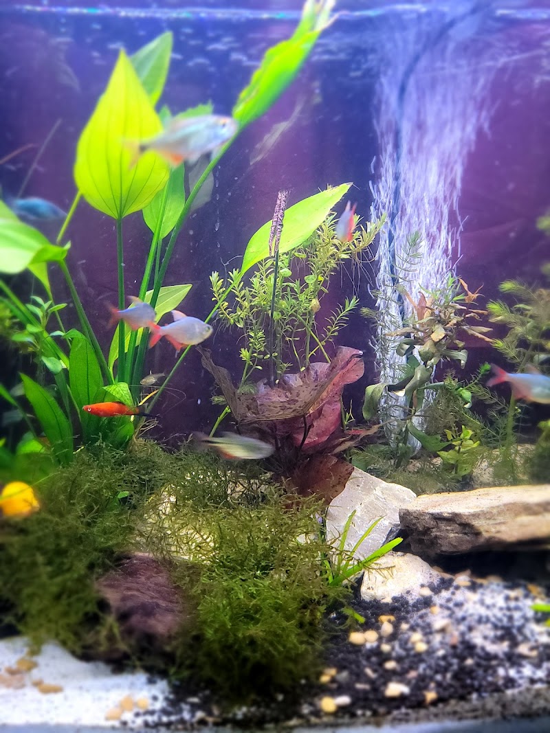 AJ Aquatics Inc - Photo 4