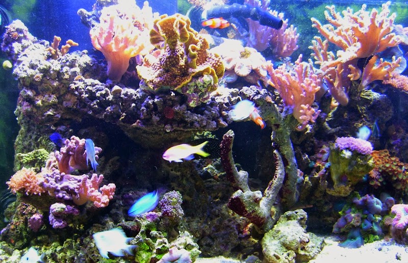 Fish Connection - Photo 2