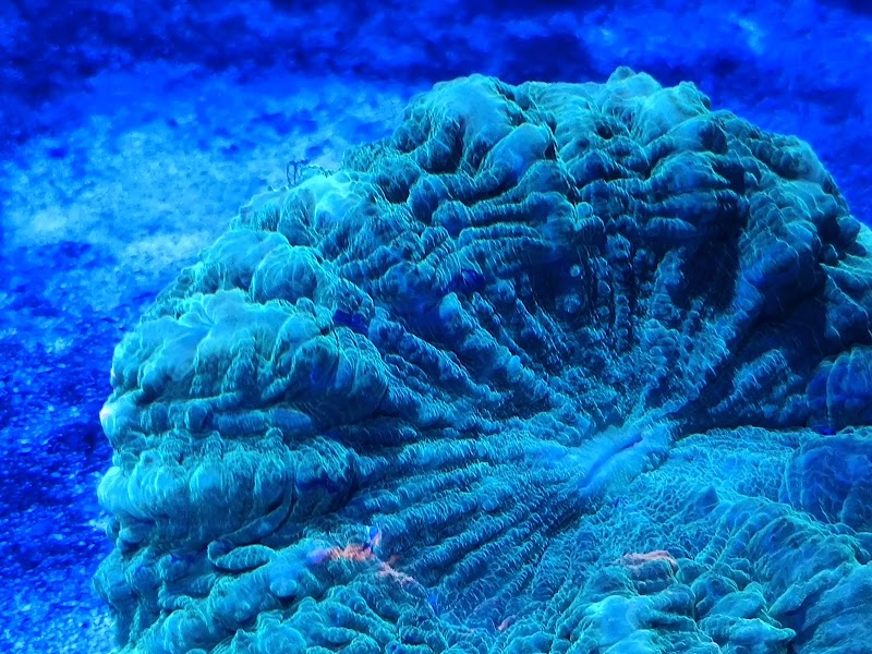 Planet reef - Photo 3