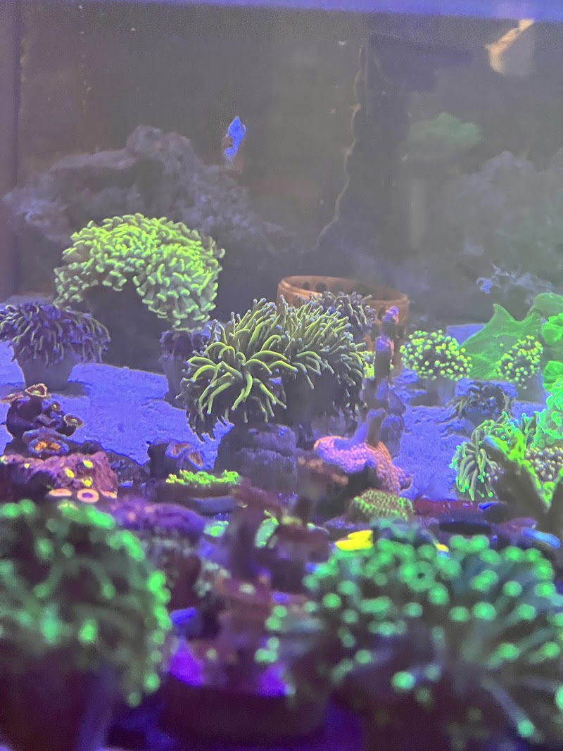 Planet reef - Photo 5