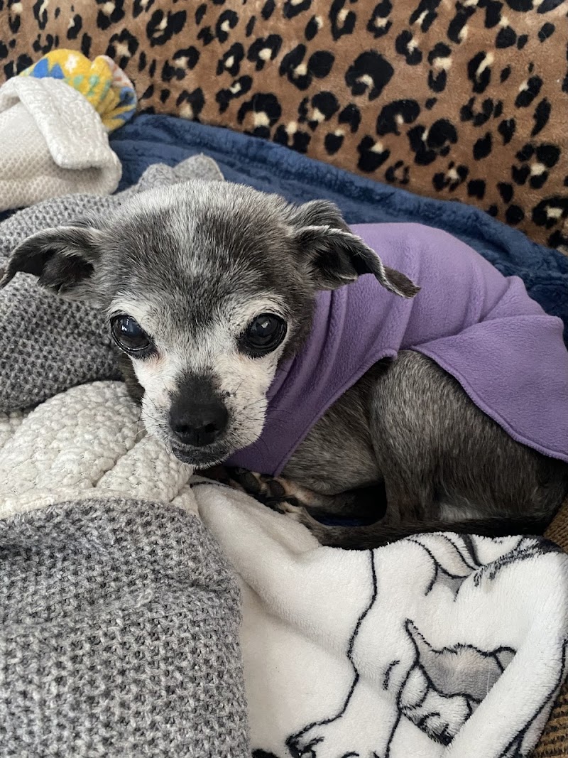 Teca Tu A Pawsworthy Pet Emporium - Photo 5