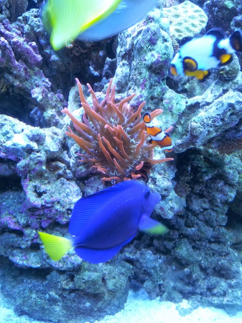 Strictly REEF - Photo 2