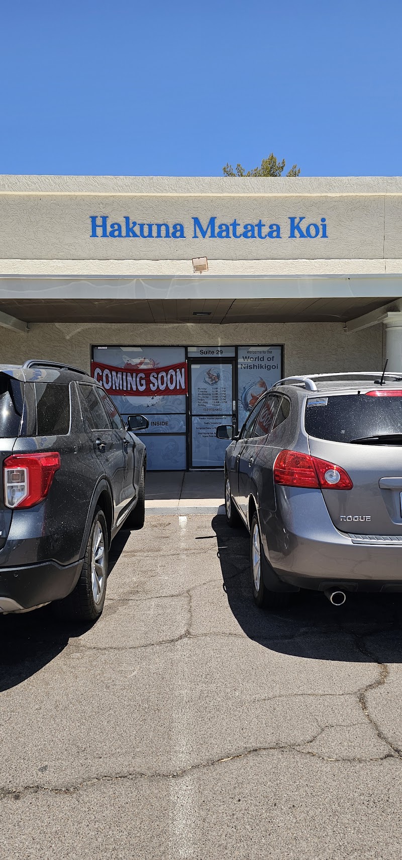 Hakuna Matata Koi - Photo 1