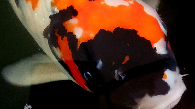 Hakuna Matata Koi - Photo 2