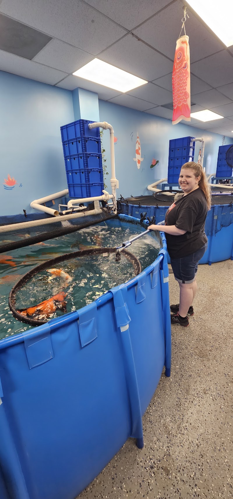 Hakuna Matata Koi - Photo 3