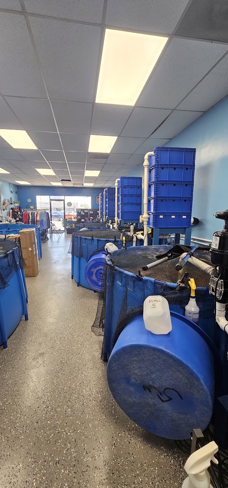 Hakuna Matata Koi - Photo 4